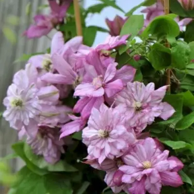 Клематис ИННОСЕНТ ГЛАНС в Молодечно