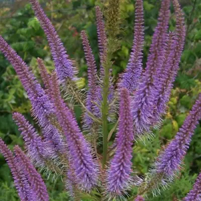 Вероникаструм ФАСЦИНЕЙШН в Молодечно