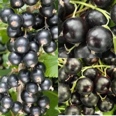 Комплект ЧЕРНАЯ СИЛА в Молодечно