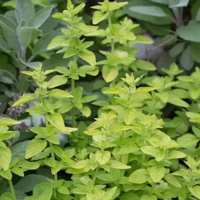 Душица ТАМБЛС ВАРИЕТИ обыкновенная в Молодечно