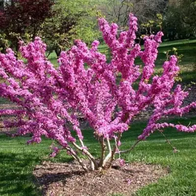 ЦЕРЦИС канадский  в Молодечно