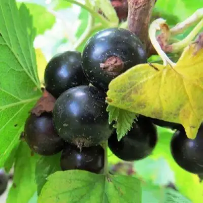 Смородина чёрная КАТЮША в Молодечно