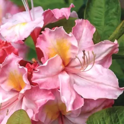 Азалия СЕССИЛЬ листопадная в Молодечно