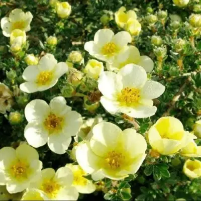 Лапчатка КЛОНДАЙК кустарниковая в Молодечно