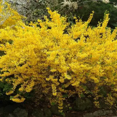 Форзиция ГОЛДЗАУБЕР средняя в Молодечно