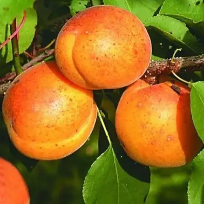 Абрикос СПАДЧЫНА в Молодечно