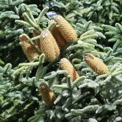 Пихта благородная в Молодечно