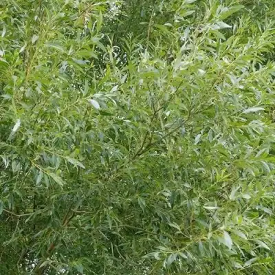 Ива ВИТЕЛЛИНА белая  в Молодечно