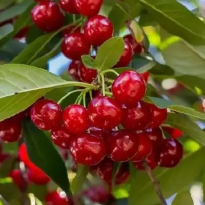 Вишня ГИРЛЯНДА в Молодечно