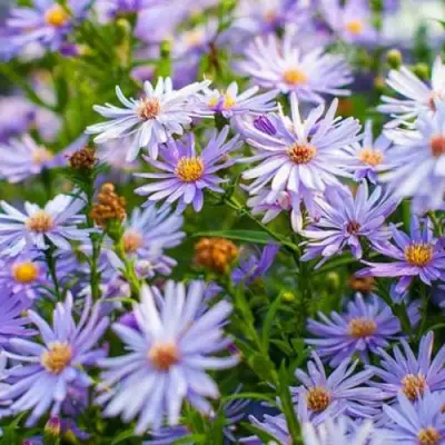 Астра ЛИТТЛ КАРЛОУ сердцелистная в Молодечно