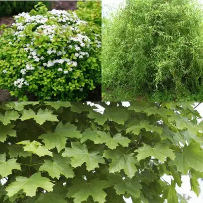 Комплект ЗЕЛЕНЫЙ ОАЗИС в Молодечно