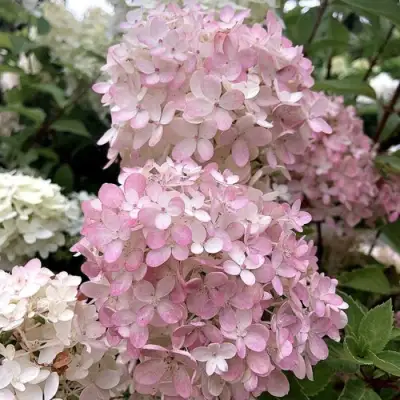Гортензия БОМБШЕЛ метельчатая в Молодечно