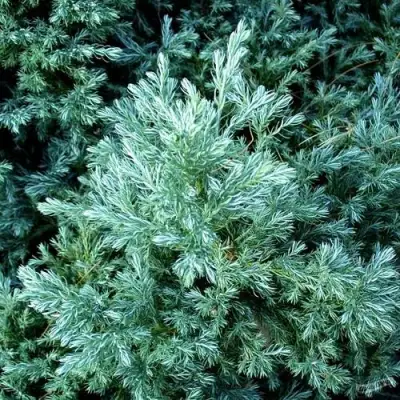 Кипарисовик БУЛЕВАРД горохоплодный в Молодечно