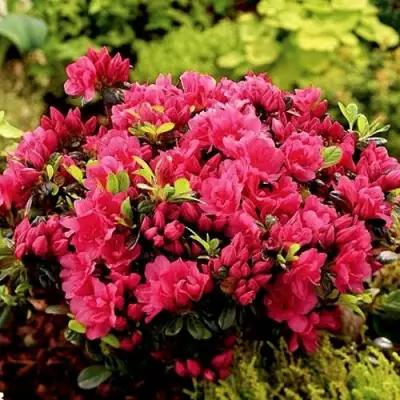 Азалия КАНЗОНЕТТА японская в Молодечно