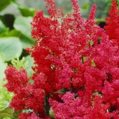 Астильба ЭТНА Арендса в Молодечно