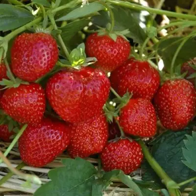 Клубника ЗЕНГА-ЗЕНГАНА в Молодечно