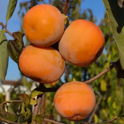 Хурма РОССИЯНКА в Молодечно