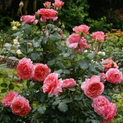 Роза ЛОРАН КАБРОЛЬ шраб в Молодечно