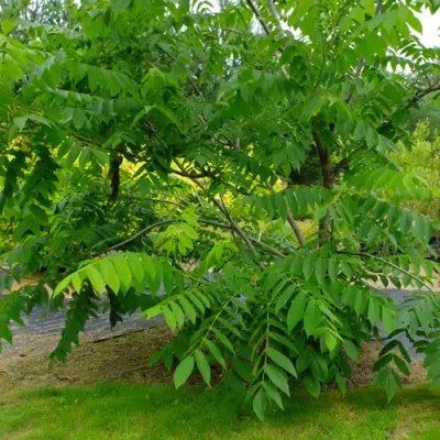 Орех МАНЬЧЖУРСКИЙ в Молодечно