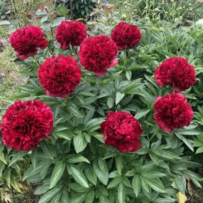 Пион ГАЛАКТИКА травянистый в Молодечно