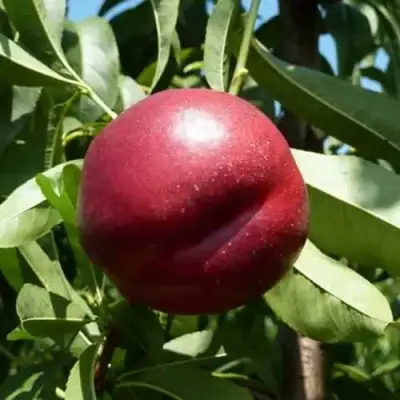 Нектарин БИГ-ТОП в Молодечно