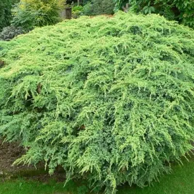 Можжевельник ХОЛГЕР чешуйчатый в Молодечно