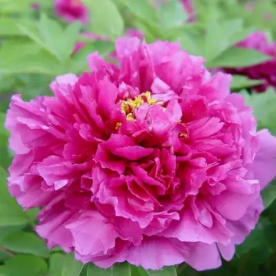 Пион ЛИЛОВАЯ ФАНТАЗИЯ древовидный в Молодечно