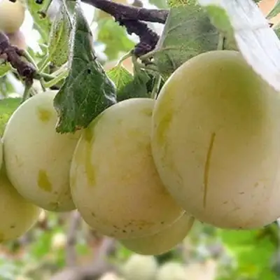 Слива УТРО в Молодечно