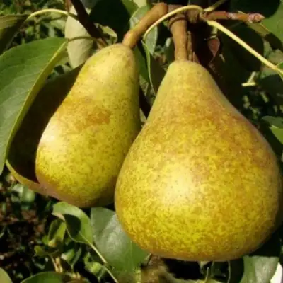 Груша ГЕНЕРАЛ ЛЕКЛЕРК в Молодечно