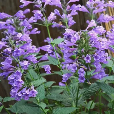 Котовник БЛЮ ДРИМС полусидячий в Молодечно