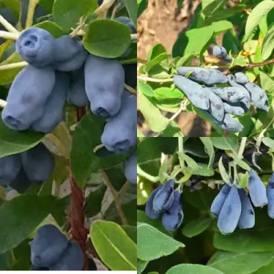 Комплект СЕВЕРНЫЕ ВИТАМИНЫ в Молодечно