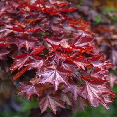 Клен КРИМСОН КИНГ остролистный в Молодечно