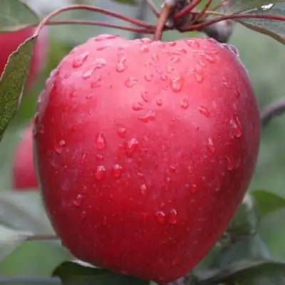 ЯБЛОНЯ СИРЕНА