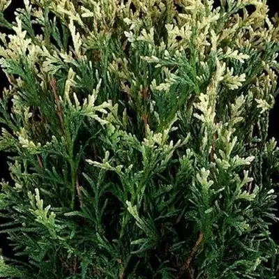 Туя ГОЛД ПЕРЛ западная в Молодечно