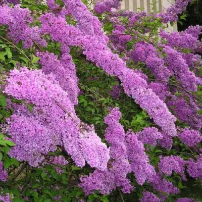 Сирень КИТАЙСКАЯ в Молодечно