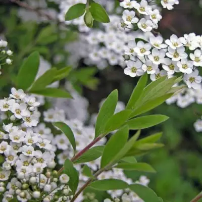 Спирея АРГУТА в Молодечно
