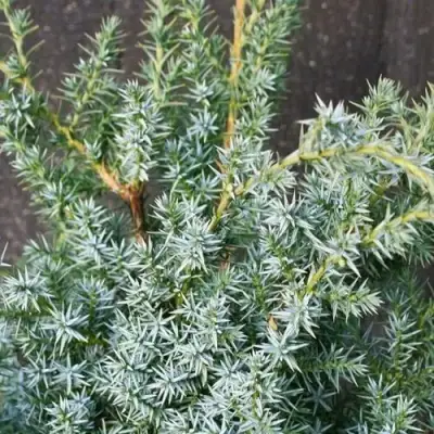 Можжевельник БЛЮ АЛЬПС китайский  в Молодечно