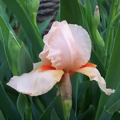 Ирис ПАТИ ДРЕСС бородатый в Молодечно