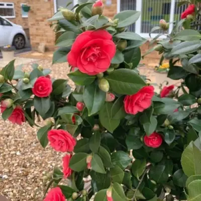 Камелия ЛЕДИ КЭМПБЕЛЛ в Молодечно