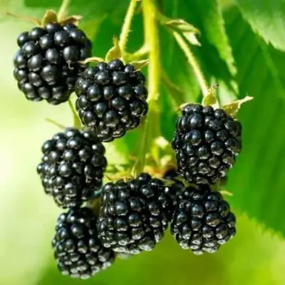 Ежевика КИТАНИНИ бесшипная  в Молодечно