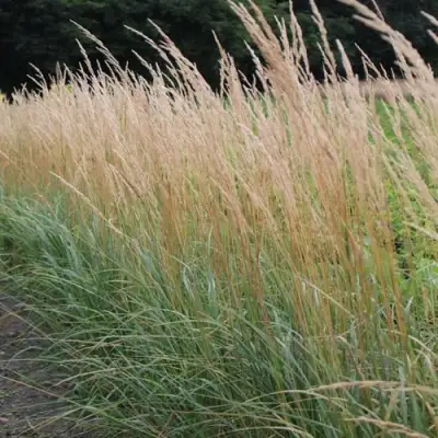 Вейник КАРЛ ФОРСТЕР остроцветковый в Молодечно