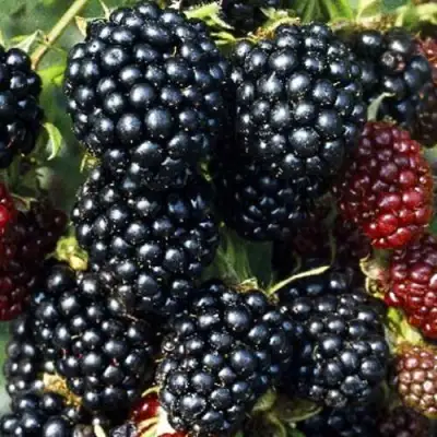 Ежевика ЭВЕРГРИН бесшипная  в Молодечно