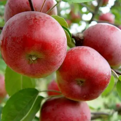 Яблоня ПОСПЕХ в Молодечно