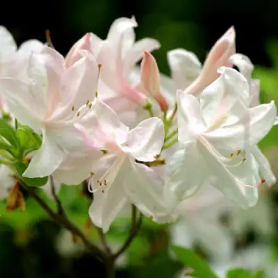 Азалия УАЙТ ЛАЙТС листопадная в Молодечно