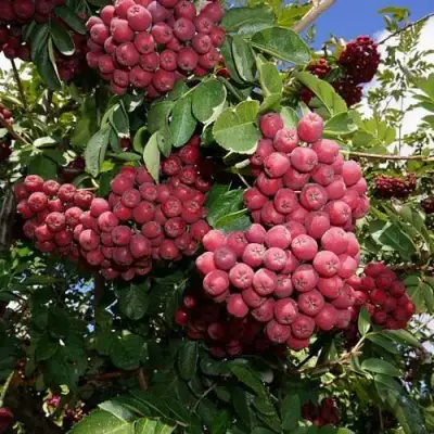 Рябина ТИТАН сладкоплодная  в Молодечно