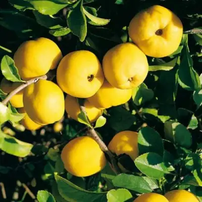 Айва ЦЕЗАРЬ в Молодечно