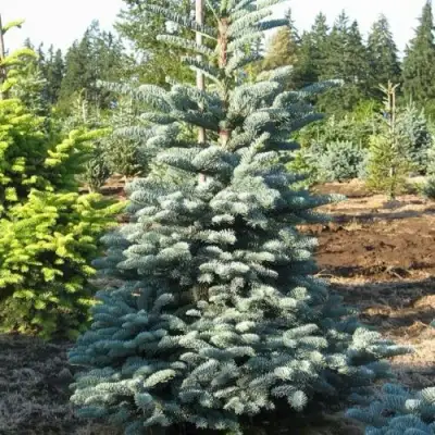 Пихта благородная в Молодечно