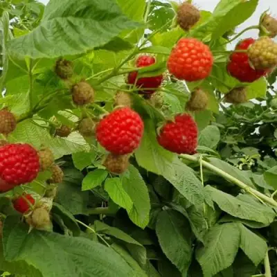 Малина КВЕЛЛИ в Молодечно