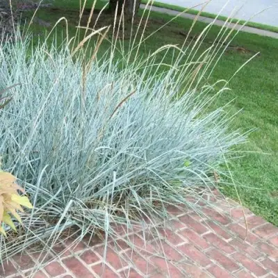 Элимус БЛЮ ДЮН песчаный в Молодечно