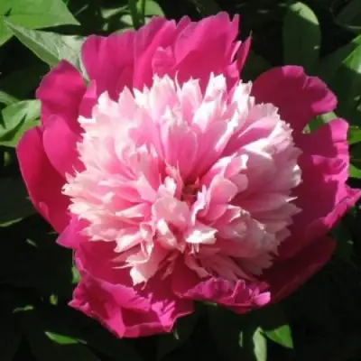 Пион КАПЛЯ РОСЫ травянистый в Молодечно